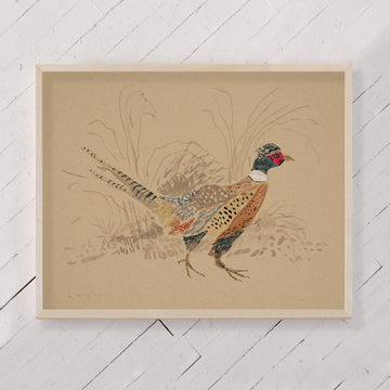 Pheasant No. 2 - 11 x 14" Print