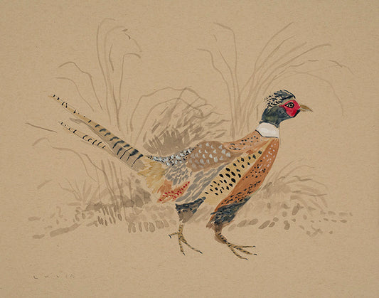 Pheasant No. 2 - 11 x 14" Print