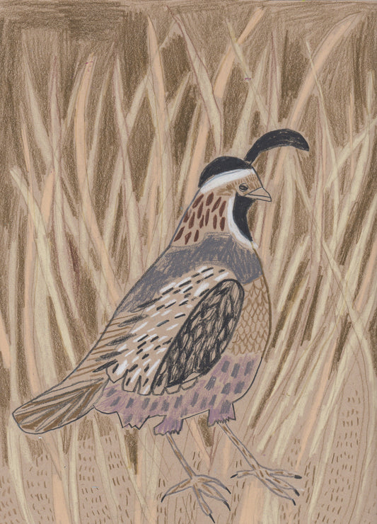"Q" is for Quail