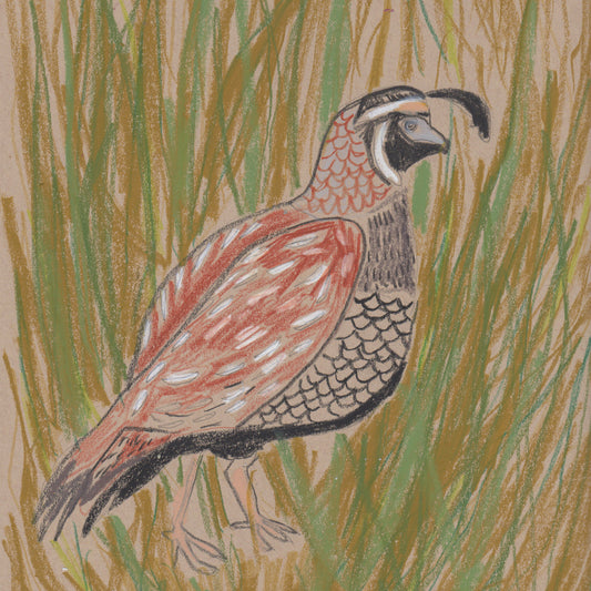 "Q" is for Quail (II)